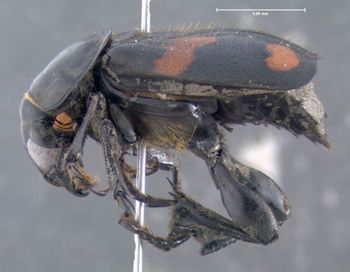 Media type: image;   Entomology 600916 Aspect: habitus lateral view